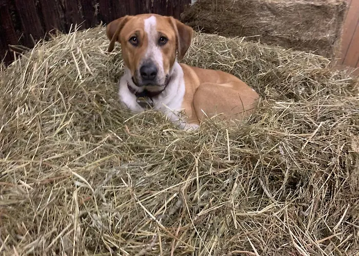 Sternhof Lägenhet *